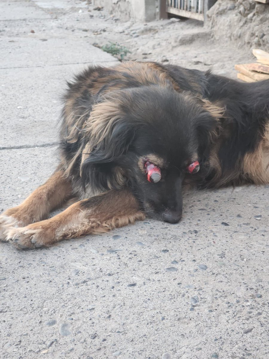 Sonia Urrutia tweet media