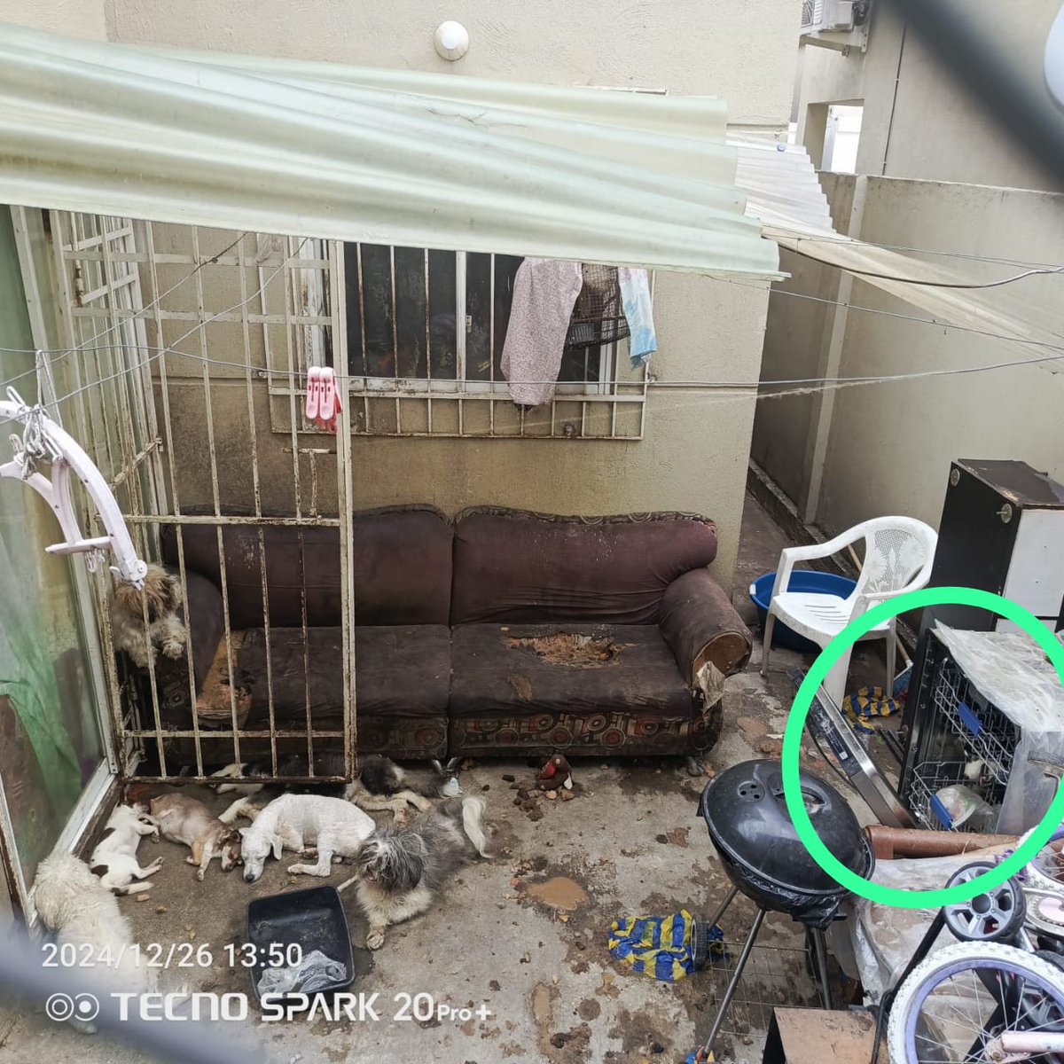 DefensoresAn's tweet photo. #urgente #Guayaquil
Villa Bonita, maltrato y hacinamiento, 14 perros viviendo en un área de 5 metros de ancho y 3 de largo, sobre sus heces e insalubridad. Lloran todo el día.
Fue puesta y "atendida" la denuncia.
Porqué no retiraron los perros verificando que existe maltrato? https://t.co/RqSCzdArPu