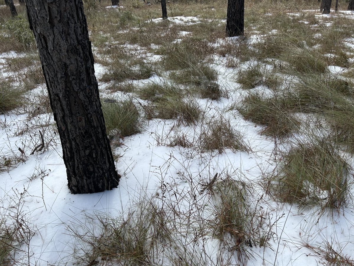 Seth W. Bigelow, Ph.D. (@bigelowseth) on Twitter photo Longleaf pine and Wiregrass in the snow <a href="/talltimbers1958/">Tall Timbers Research Station and Land Conservancy</a>. Go figure Longleaf pine and Wiregrass in the snow <a href="/talltimbers1958/">Tall Timbers Research Station and Land Conservancy</a>. Go figure
