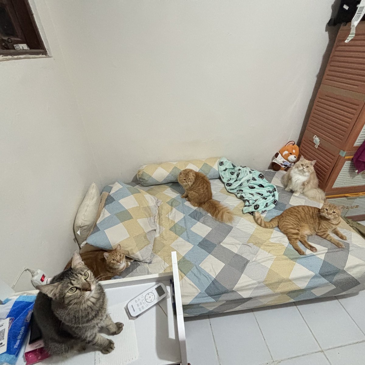 tongkrongan kami, bukan tongkrongan pecundang🤙🏻🙂‍↔️🤙🏻🙂‍↔️ 
yg in frame baru 5/7