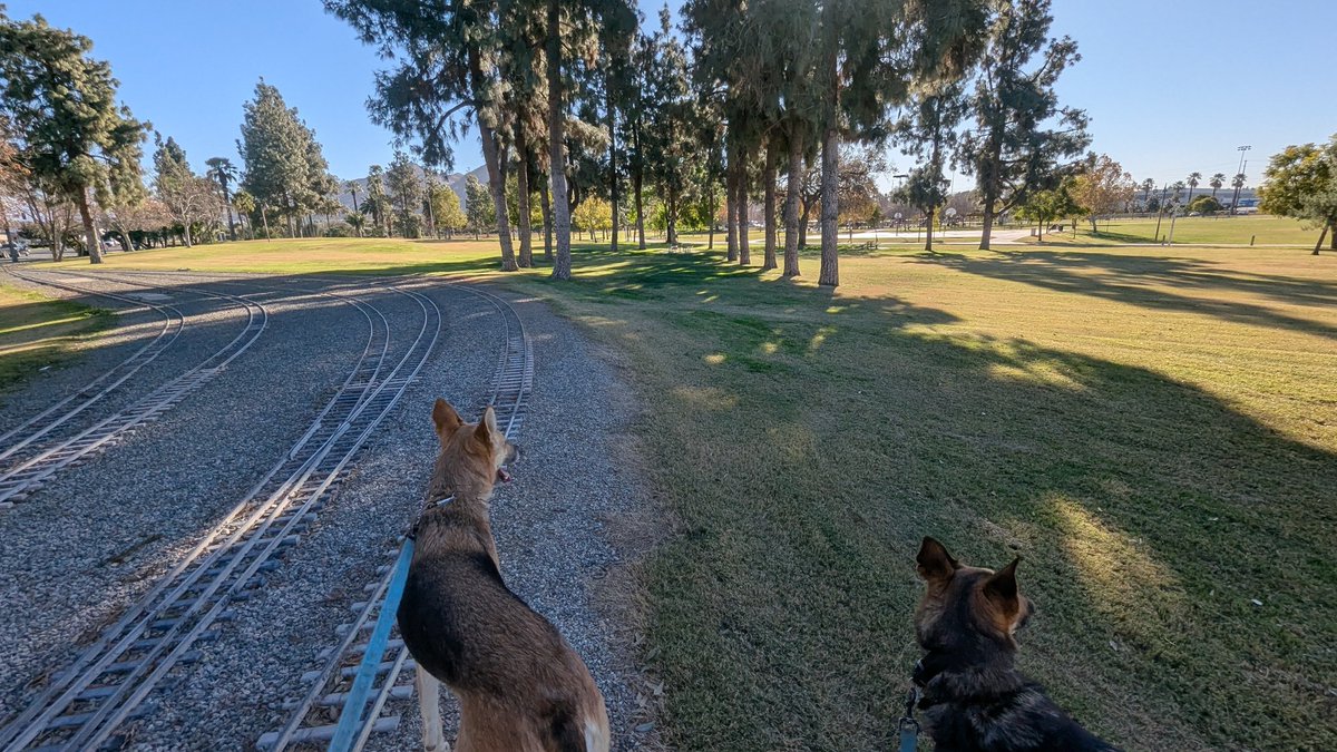 ShornVeh's tweet photo. Tiniest little train tracks. Pups for scale https://t.co/qCvpgtgCzm