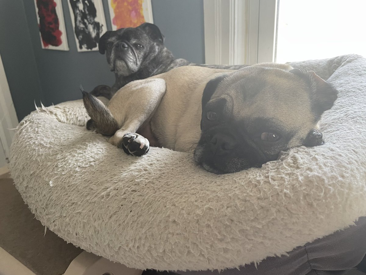 DeiselPepSkip's tweet image. Hi, my name is Skip. I kept my mom up till after 1AM running around trying to play. Then I slept till 12:45PM while she got up early to work. 😂😂 #pugs #pugsoftwitter