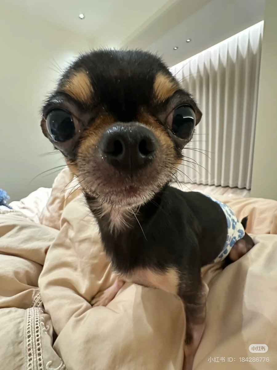 twaniimals's tweet photo. https://t.co/z9zFuH07vH