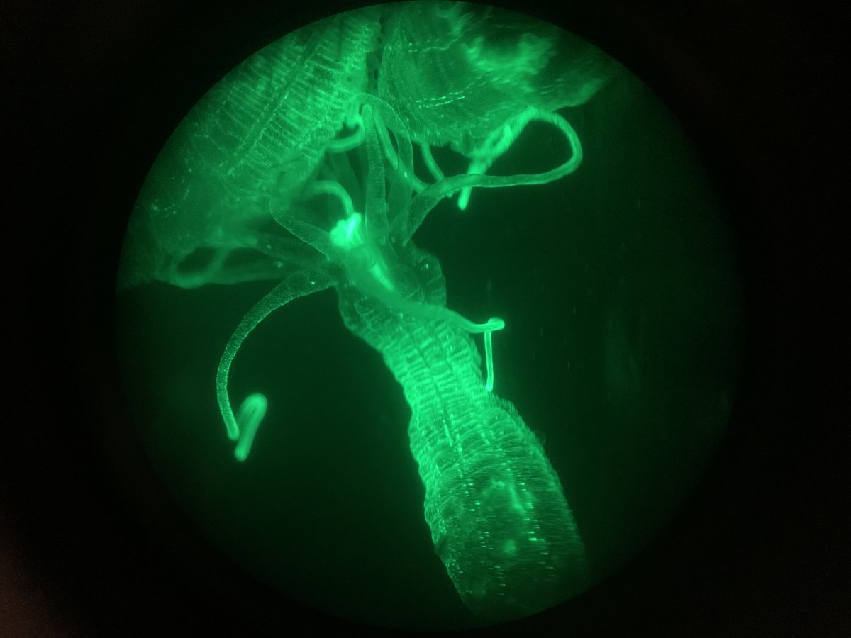 Stowers Institute (@sciencestowers) on Twitter photo Let's take a look #UnderTheScope! 👀 🔬 This is an adult Nematostella where stinging cells are labeled with eGFP (green). The <a href="/Gibson_Lab/">Gibson Lab</a> studies these to understand #evolution. (<a href="/GelatinousSting/">Anna Klompen, PhD</a>) #EvoDevo #CellBiology Let's take a look #UnderTheScope! 👀 🔬 This is an adult Nematostella where stinging cells are labeled with eGFP (green). The <a href="/Gibson_Lab/">Gibson Lab</a> studies these to understand #evolution. (<a href="/GelatinousSting/">Anna Klompen, PhD</a>) #EvoDevo #CellBiology