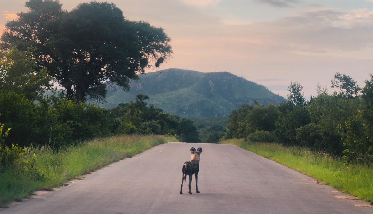 golfdevguy's tweet image. WilleHonne! 
Got to love Malelane sunsets 😎