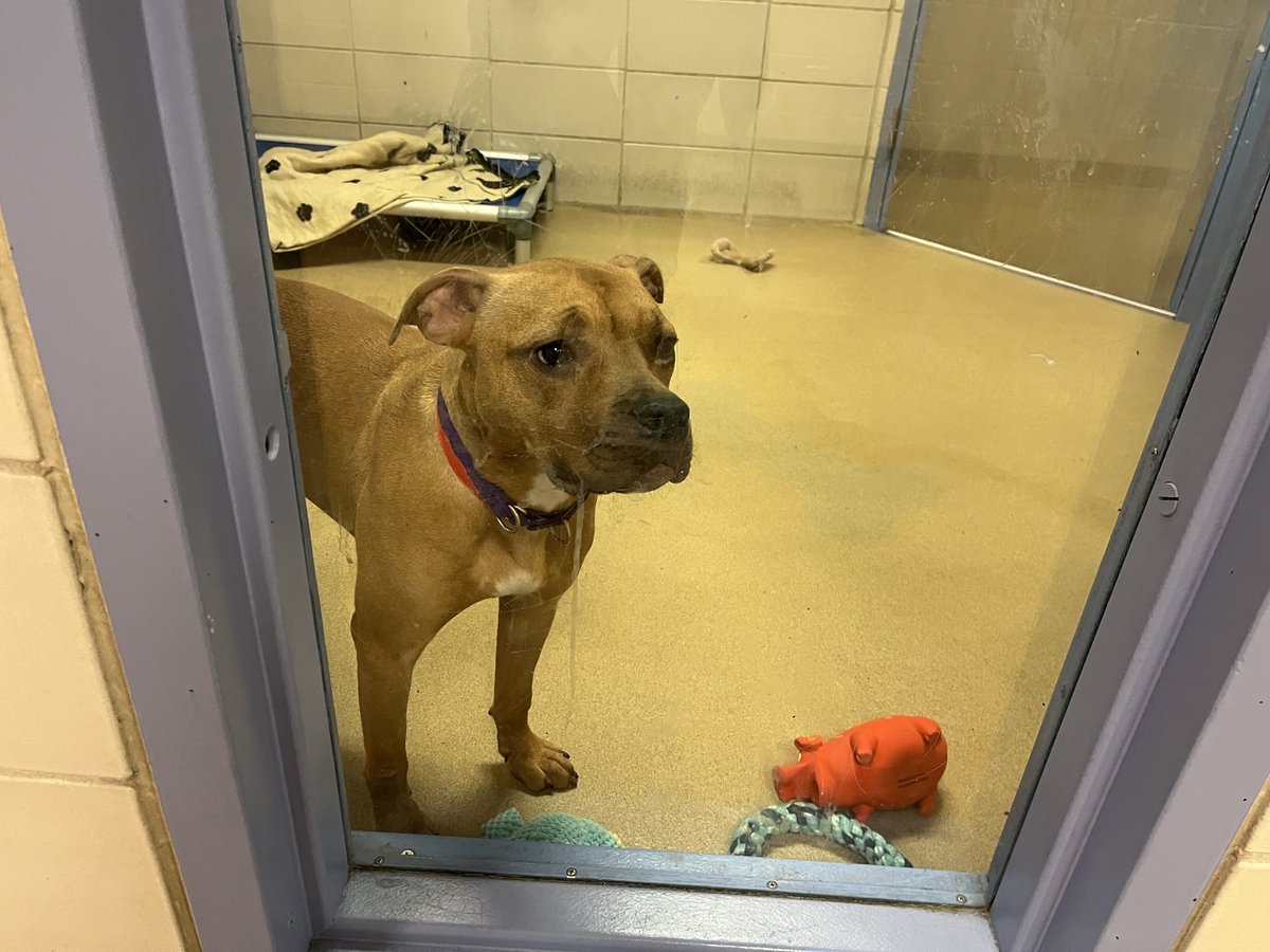 michelehana's tweet photo. This is Sweet Pea up for adoption at the Wisconsin Humane Society. We met this week. Isn’t she adorable? #WiscHumane #rescuedog #cbs58 https://t.co/gCa2nqMo4M
