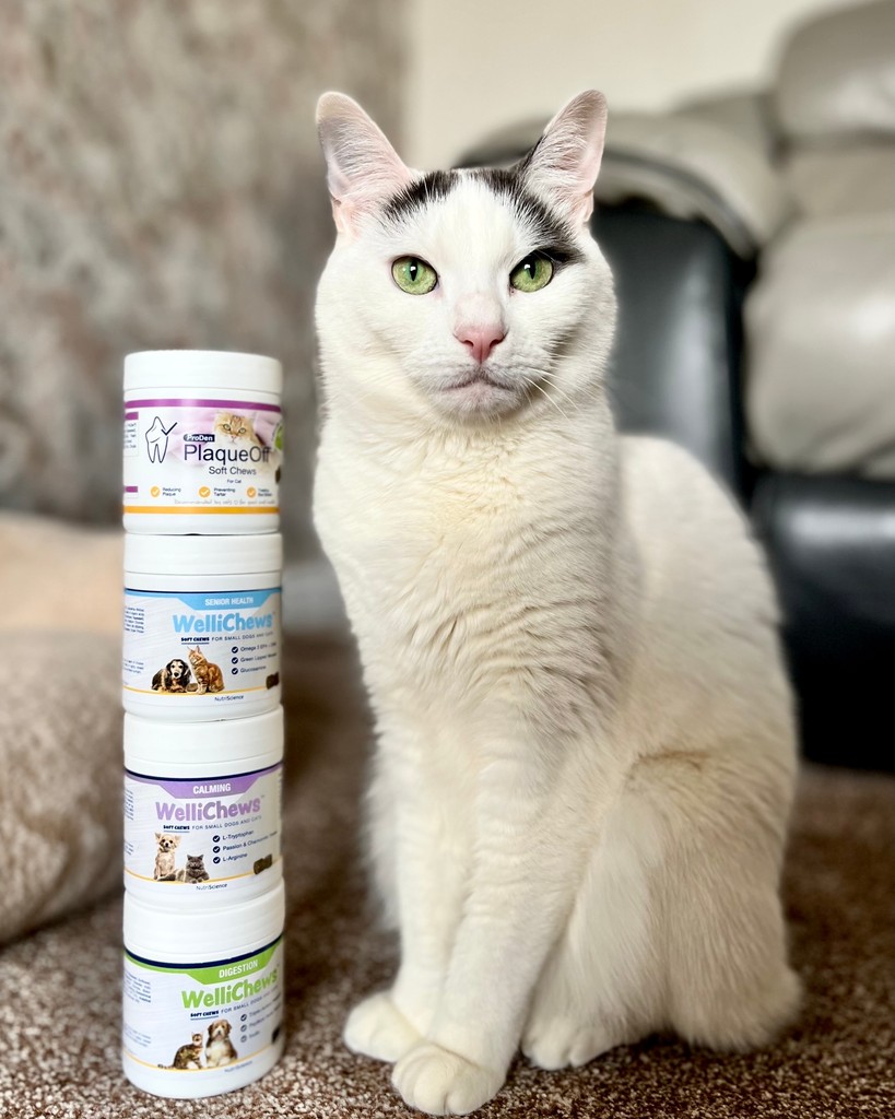 From ProDen PlaqueOff dental care to calming stress relief supplements and much more - we have everything your pet needs under one roof! 🐶🐱🩵✨

Not sure what product is best for your cat or dog? Send us a message and let’s have a chat 💬

#swedencare #plaqueoff #pethealth