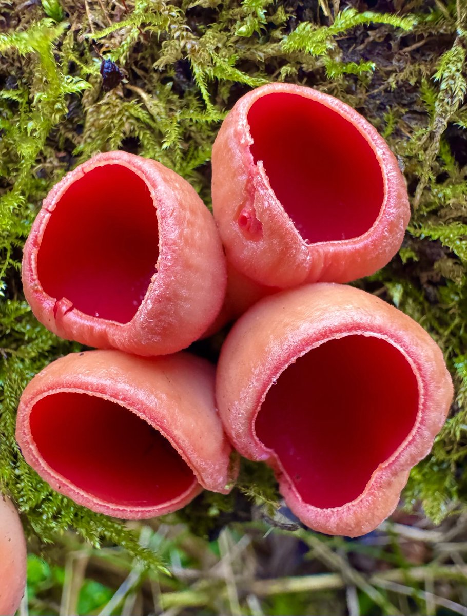 Scarlet cup by the River Windrush this morning. #fungi #FungiFriday