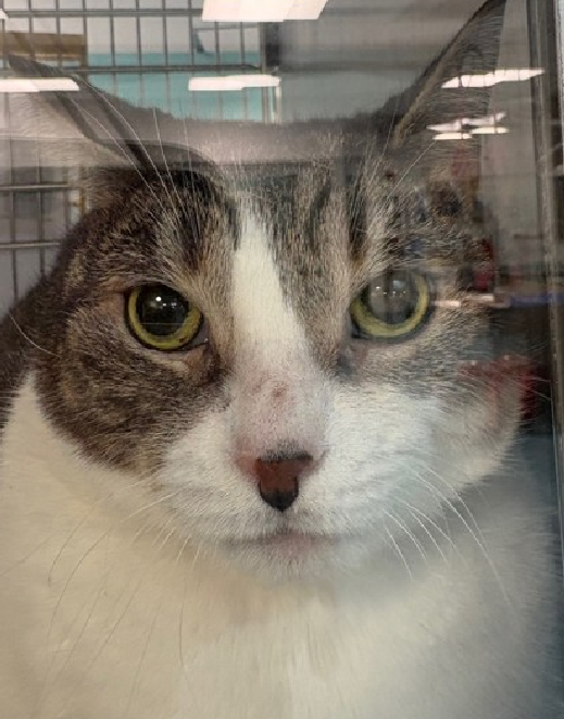 JLthekid9999's tweet photo. 🆘🆘 KRISS, 7 YO,  MALE–  IN QUEENS ACC - came into the shelter as an aco - impound on 1/15/2025.  🆘🆘 😿 😿 😿 😿

➡️TBD 1/25/25

➡️ MEDICAL PRIORITY – NEEDS MORE CARE THAN SHELTER CAN PROVIDE🔥😱

➡️ 🆘🆘  2ND Chance on Emergency Placement List – VERY URGENT – 🆘🆘 😱🔥🔥😱

➡️ 9 DAYS IN SHELTER

➡️ KRISS IS ON THE EPL FOR MEDICAL REASONS -Kriss is an overweight adult neutered cat with cerebellar hypoplasia and weakness in his hindlimbs. He is unfortunately not eating here in the shelter and is at risk of developing hepatic lipidosis if he continues to be inappetent. He is a special needs cat who needs a quiet place out of the shelter. NOTE EATING IN THE SHELTER IS A DEATH SENTENCE – KRISS WILL NOT BE GIVEN MUCH TIME. 🔥🔥🔥🔥

Kriss tolerates attention and petting but appears fearful or stressed in the shelter. He may be a little more independent, and may need time to warm up to his new home. ❤️ 😻❤️ 😻❤️ 😻

NEEDS OUT OF SHELTER ASAP –

Please RT or pledge, if you can, to save this little one.

@AdamsPaulGrimke

💔😿🙏Thank you