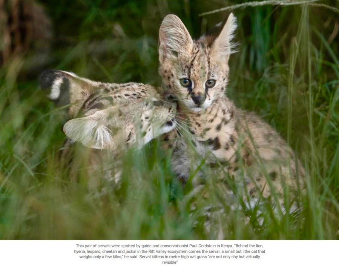 Paul Goldstein (@paulgoldstein59) on Twitter photo Serving up twins <a href="/KichecheCamps/">Kicheche Camps</a>
Peter Njapit found these five-week-old Servals first, and then the incredible Lydia Seela spirited them out of the grass in almost impossible circumstances. Kicheche Mara Camp magic. My group were also having kittens.
l8r.it/Lb3t Serving up twins <a href="/KichecheCamps/">Kicheche Camps</a>
Peter Njapit found these five-week-old Servals first, and then the incredible Lydia Seela spirited them out of the grass in almost impossible circumstances. Kicheche Mara Camp magic. My group were also having kittens.
l8r.it/Lb3t