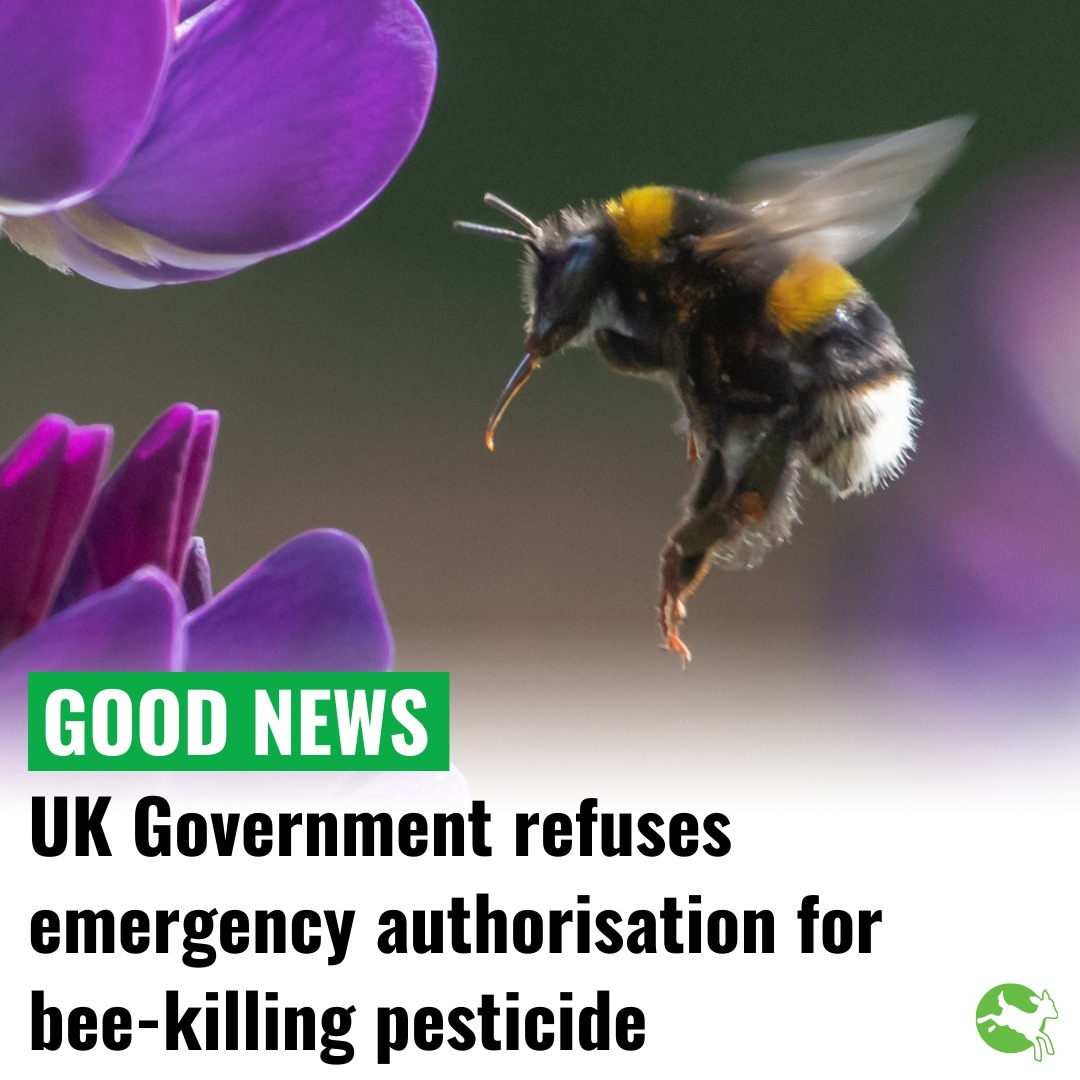 Welcome news! 🐝🙌

Despite being banned from general use, bee-killing neonicotinoid pesticides have been authorised for emergency use every year for the last four years. Now, in 2025 this changes.