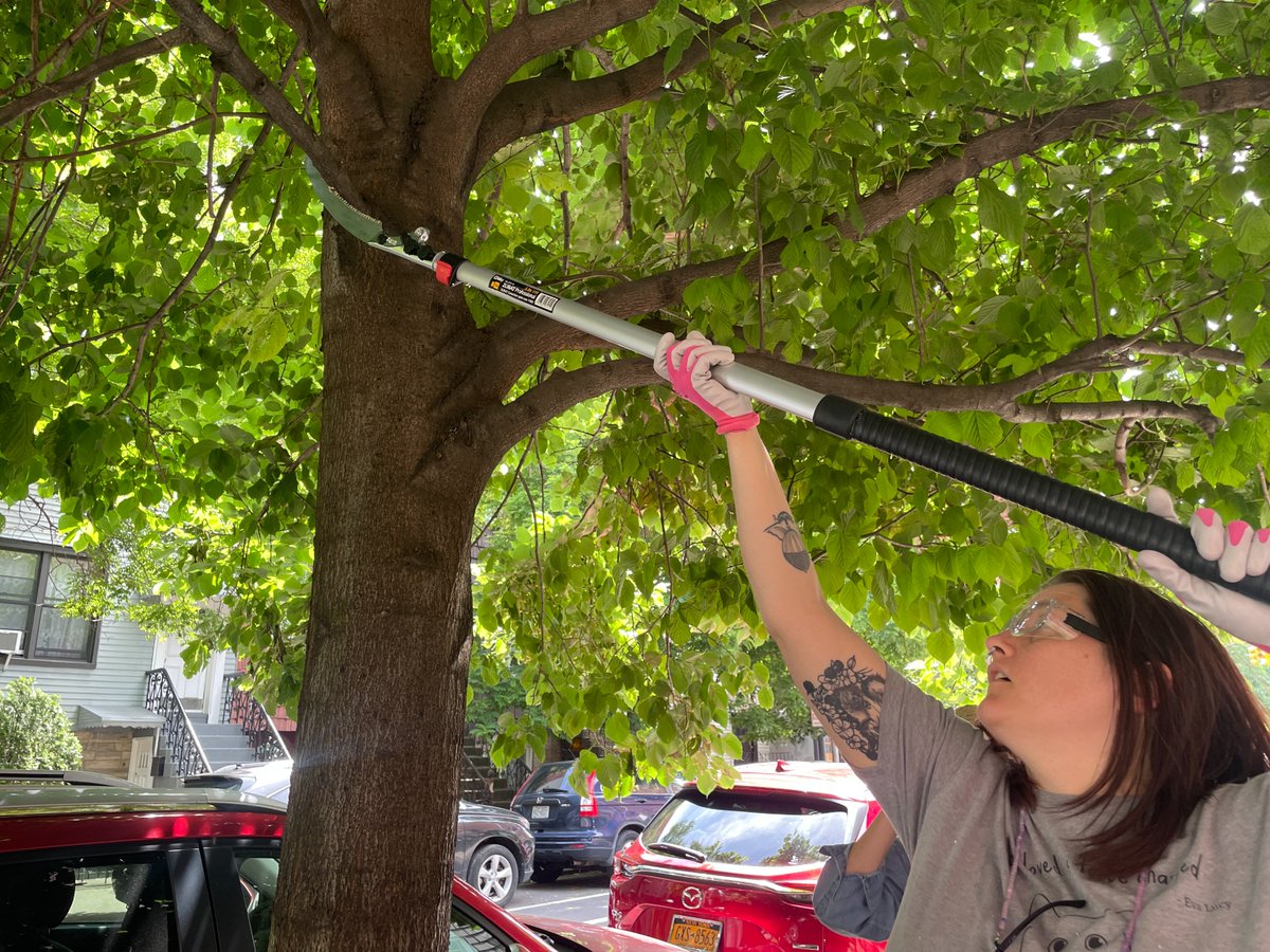 TreesNewYork's tweet image. #YIR2024: 90 #pruning and #stewardship workshops took place in 2024, engaging over 1,100 volunteers who stewarded over 1,000 trees and #pruned 291 trees across all 5 boroughs. This summer we will hire more seasonal staff and care for more #trees!