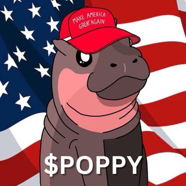 Hl7Martin32968's tweet image. @moonshot 

Waiting for our listing @PoppyThePygmy 

$Poppy is the real blood cousin from Moodeng on Solana and will follow.

Named by an amazing community 🦛🇺🇸

NFT collection with @MagicEden claimable at February 11th.

Many more to come 🦛🚀 $Poppy