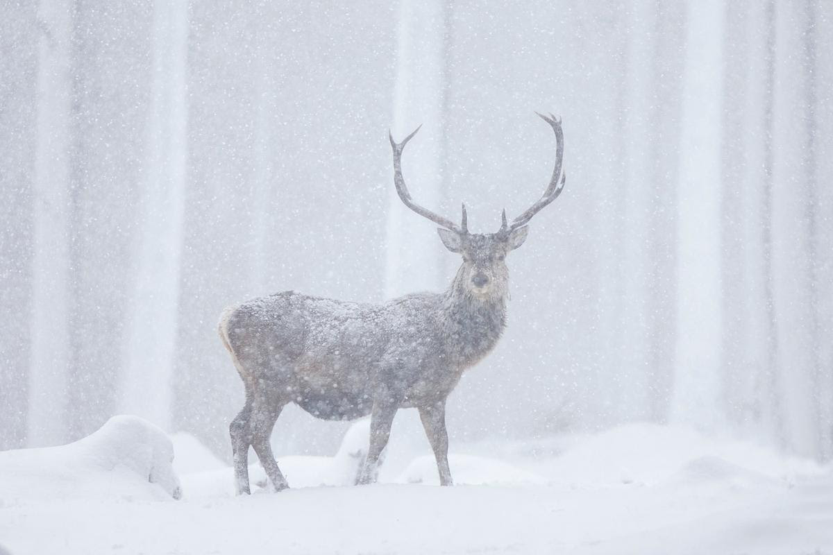 Our fifth priority for the year ahead is to promote more progressive dialogue around the management of deer. 🦌

The Fiadh Project will produce a range of communications tools to encourage a greater emphasis on the recovery of ecological systems and overall landscape health