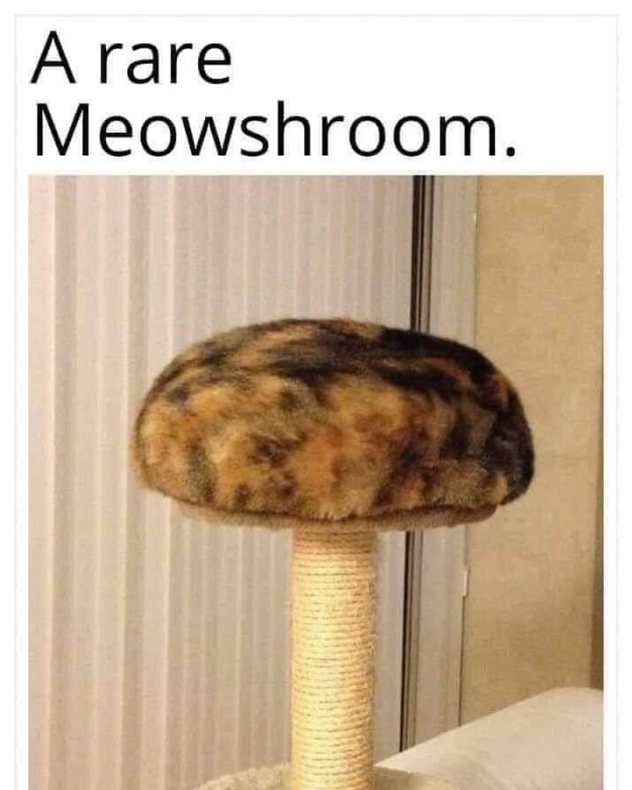 catshealdeprsn's tweet image. 🍄