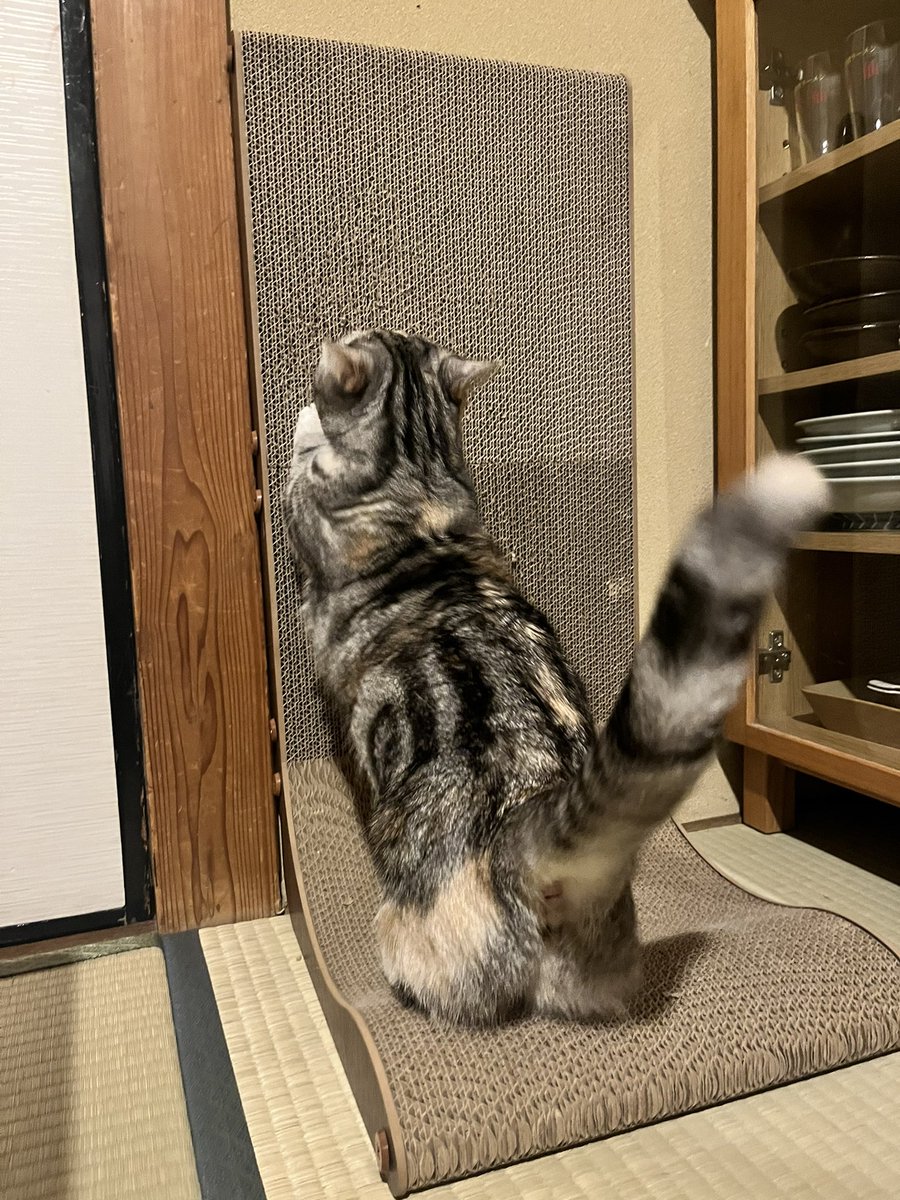ryskhdk's tweet photo. 今日で後期の授業終わり！！おつかれさまでした！！明日からはますます仕事しようと思います (白目)！！🐈も元気そう！！ https://t.co/jhmvNp08ix