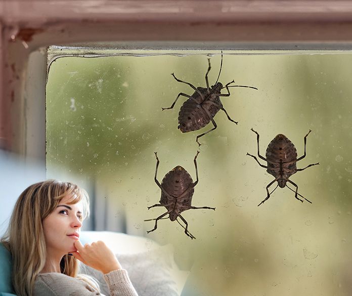 877DEADBUG's tweet image. Still trying to decide if I should get rid of these stink bugs on my walls. On one hand, it is nice to have someone to talk to and...oh boy. I gotta' get out of the house more.
.
.
.
#thursdaythought #877deadbug #pestcontrol