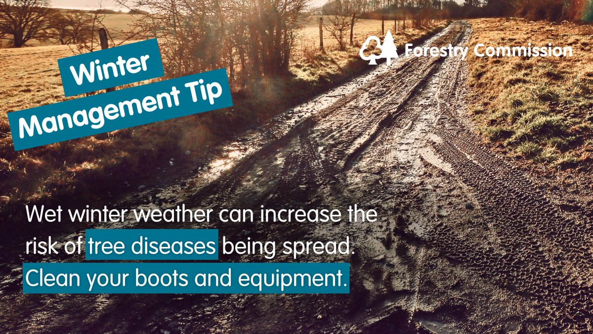 Do you practice good biosecurity at your woodland? 

Find out what you can do to help prevent tree pests and diseases from establishing and spreading.
gov.uk/guidance/preve…

#TreeHealth #WoodlandManagementMatters