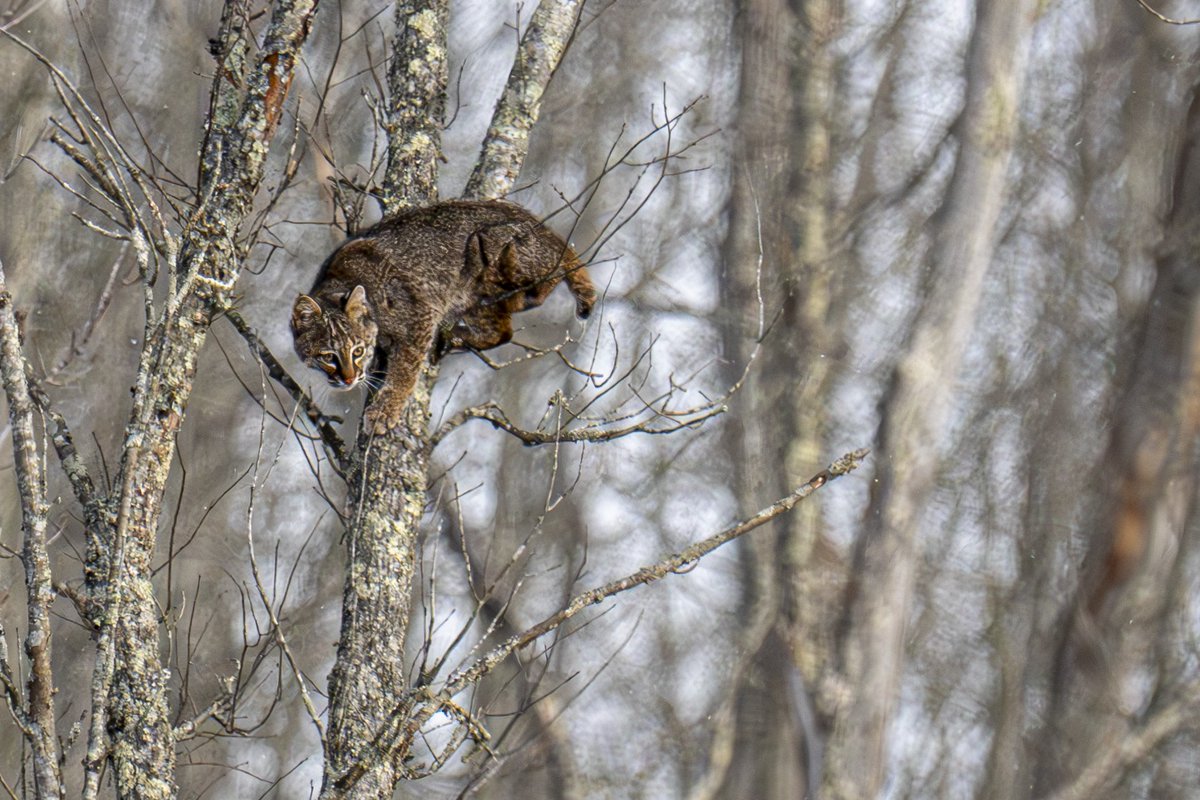 Want to see a bobcat? Don't forget to look up! Bobcats are great at climbing and will often use trees to wait for prey or even escape larger predators. While they typically hunt at dawn and dusk, they're more active during the day in the winter.

📷 courtesy of Nicholas Shaw