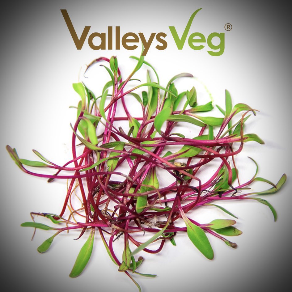 🌱KNOW OUR MICROGREENS🌱
Beetshoots - Rich in antioxidants that help boost digestion. A good source of vitamins A, B, C, E and K, iron and calcium. They also provide a substantial supply of magnesium, potassium &amp; copper - order yours at: valleysveg.com <a href="/veganfoodliving/">Vegan Food and Living 🌱</a>