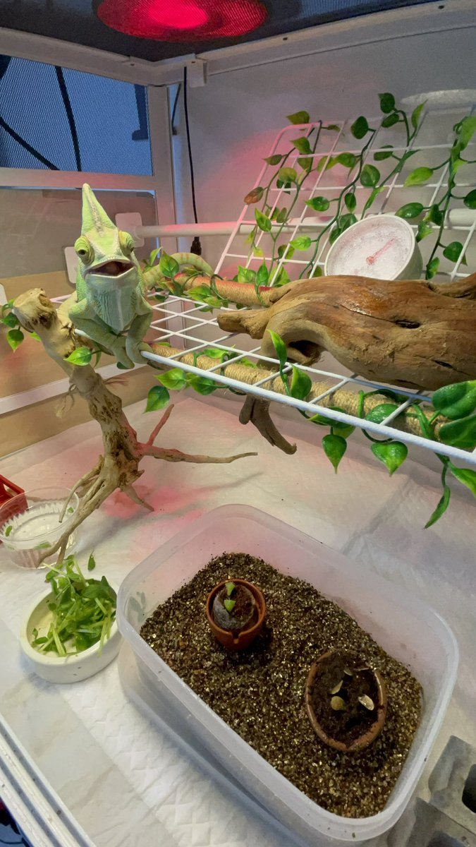 tyaso's tweet photo. 我が家のエボシカメレオンちゃんキメ顔いただき🦎

秋に産卵を終え、下が殺風景になったので盆栽ガチャを育ててみる。
普段は食べられないように上からカプセル被せてます。

ケージ内、暖かいし結構いいのでは？

#サボテンのトゲが波平の髪の毛みたい
#楓は発芽に1ヶ月から1年かかる
#名前はレオン https://t.co/6UyWhXaOY8