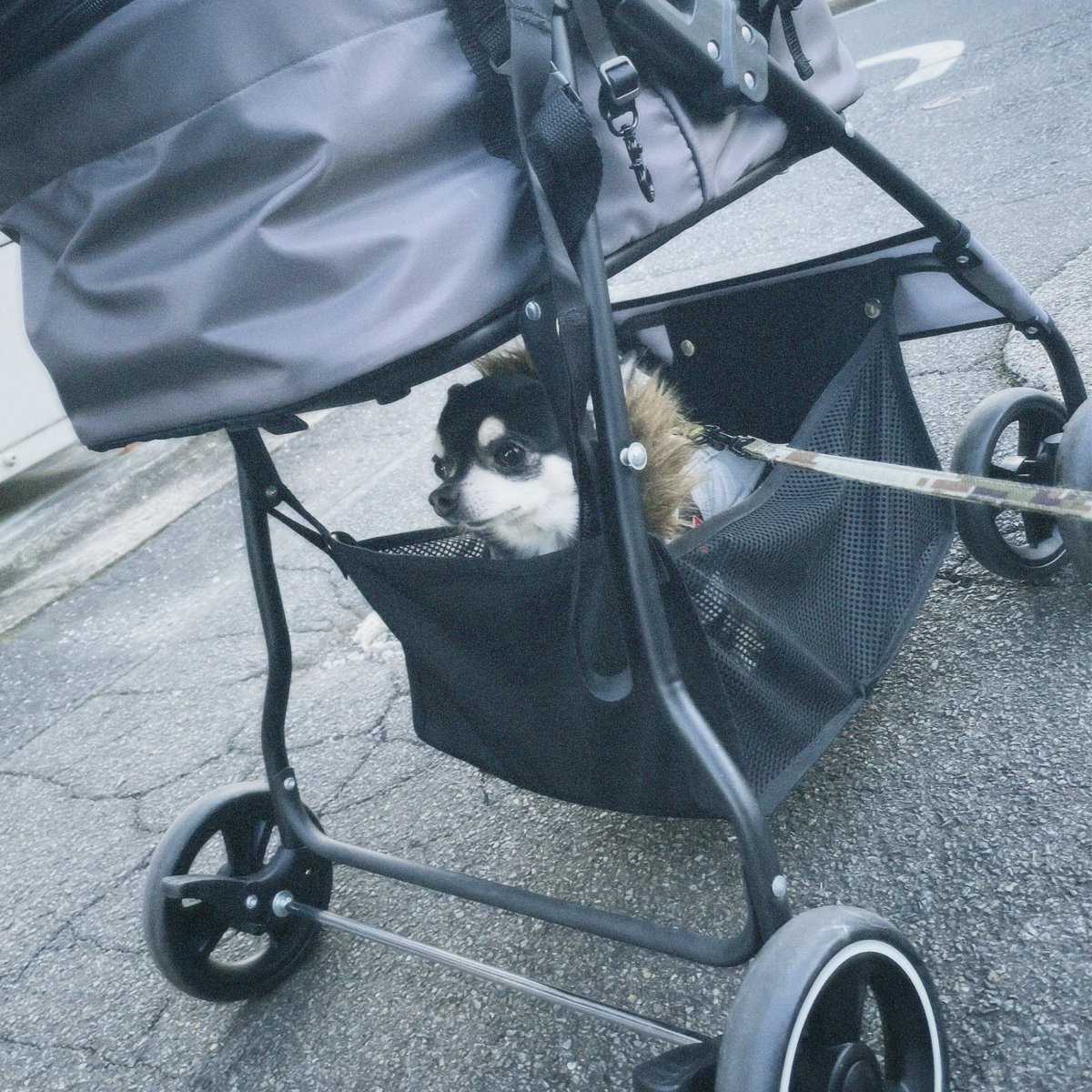 mick82bee's tweet photo. おさんぽきらいっぬ自分からカートに乗り込む🐶
でもそこは違うそうじゃない https://t.co/Sl5jSRAACh
