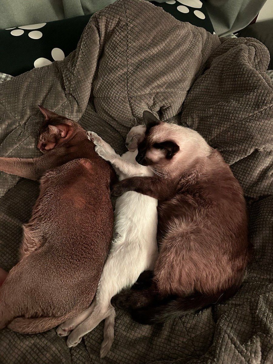 สามแอลของปะป๊าเตน ฮือๆ ขอบคุณที่เข้ามาเป็นความสุขคอยฮีลใจให้เตนน้า น่ารักทั้งหมดเลย แค่จินตนาการเตนอยู่กับแมวก็ยิ้มแล้วอะ เค้าคงจะแฮปปี้มาก ป๊าเตนก็จะเป็นโลกทั้งใบให้สามแอลน้า💘