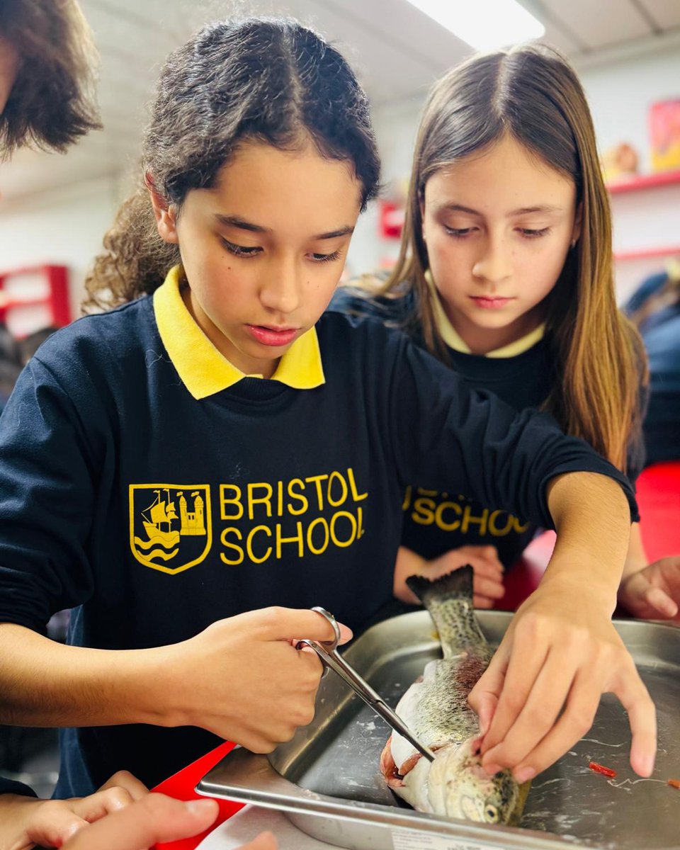 Los alumnos de 1º de ESO han culminado el tema de los animales con una práctica de laboratorio fascinante: la disección de una trucha 🔬🐟. Explorando su anatomía, han aprendido en detalle cómo funcionan los peces por dentro. Todas las fotos en fototeca 📷. #lab #laboratorio