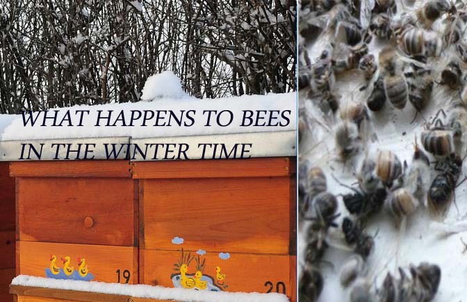 ellieremedycare's tweet image. Bees don’t hibernate, howtogettingridofbees.com/bees-in-winter… but they do enter a winter state of rest. Discover how they survive the cold months and keep their hive alive.
#BeeSurvival #WinterBees #BeeFacts #bees