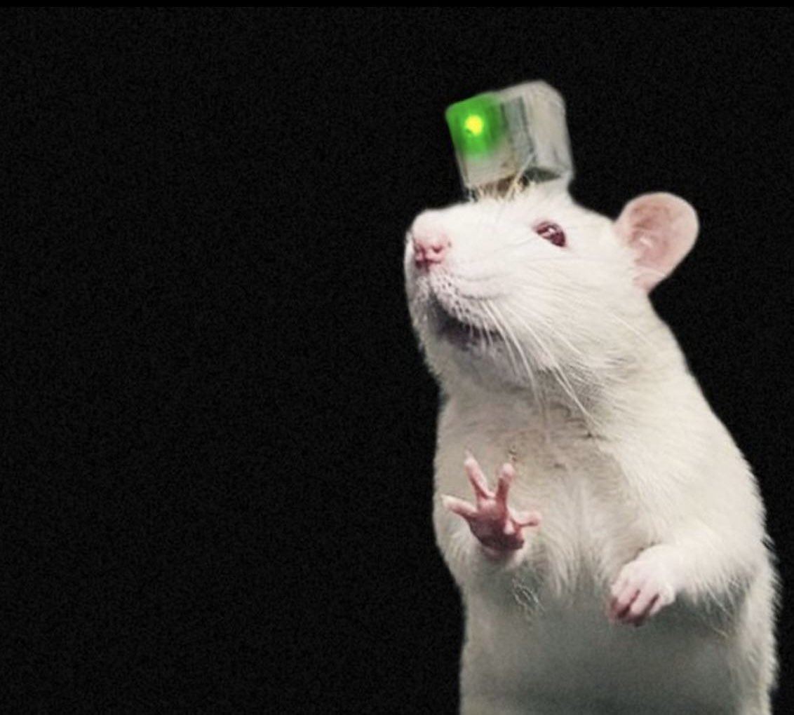 cxo_no's tweet photo. Believe in something 🧠🐁💻 https://t.co/q0Ve63vBBI