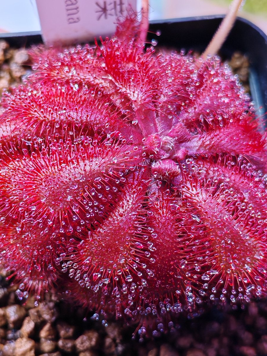 Stsihom's tweet photo. [迪尔斯茅膏菜（Drosera dielsiana）]
现在又到它最美丽的时候了，因为在花房中，灯的开关也决定了内部温度，可以让花房内有10-15℃的温差。
感觉在这种温差下它会变得更红。
#食虫植物 #CarnivorousPlants #茅膏菜 #Drosera https://t.co/ujJWB9yGzb