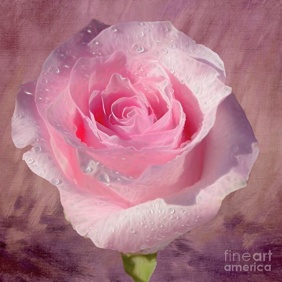 KayeMenner's tweet image. #Pink #Rose on #Textured #Background 2 by Kaye Menner #Photography  Wide variety #Prints &amp;amp; lovely #Products at:
 bit.ly/3PzJwhi