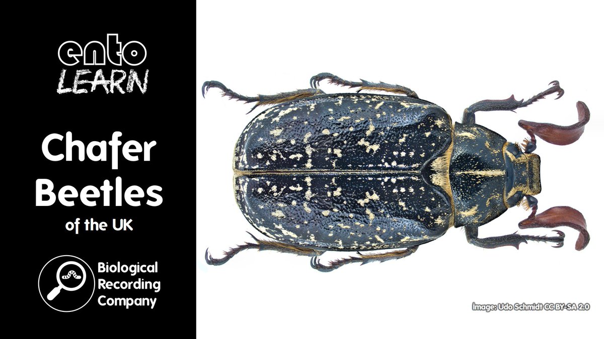 Keiron Derek Brown (@keirondbrown) on Twitter photo 🪲 Dive into the world of UK Chafer Beetles! Join entoLEARN’s webinar on 19 May 2025 with <a href="/Theponker/">Wil J. Heeney 🤙🏳️🌈🪲🪰🕷🦇</a>. Explore 10 fascinating species, their ecology, and ID tips. Perfect for naturalists & insect lovers! Only £10. <a href="/ColSocBI/">Coleopterists Society of Britain and Ireland</a>
🎟️ Book now: eventbrite.co.uk/e/chafer-beetl… 🪲 Dive into the world of UK Chafer Beetles! Join entoLEARN’s webinar on 19 May 2025 with <a href="/Theponker/">Wil J. Heeney 🤙🏳️🌈🪲🪰🕷🦇</a>. Explore 10 fascinating species, their ecology, and ID tips. Perfect for naturalists & insect lovers! Only £10. <a href="/ColSocBI/">Coleopterists Society of Britain and Ireland</a>
🎟️ Book now: eventbrite.co.uk/e/chafer-beetl…