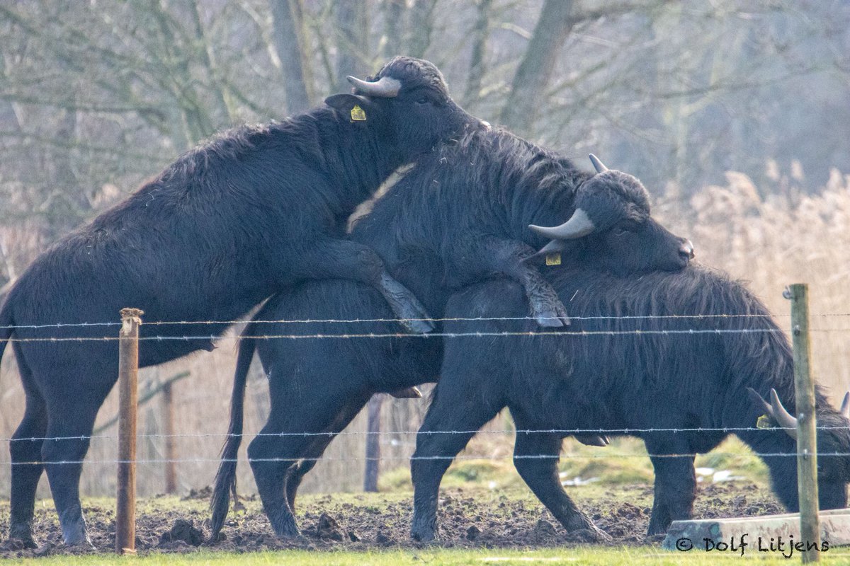 Wie bedenkt er een leuk onderschrift? 😁

Onze stoere stierkes! 💪🐃🔥 

Foto: Dolf Lintjes