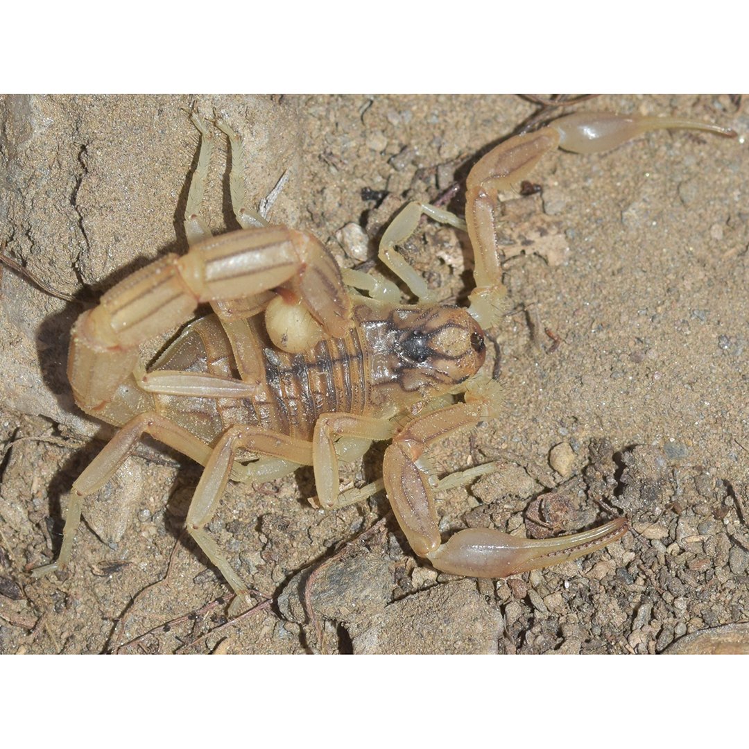 Hoy os presentamos a 𝐵𝑢𝑡𝘩𝑢𝑠 𝑖𝑎𝑠𝑝𝑖𝑠, una especie de #escorpión propia del Cabo de Gata (Almería) descrita en 2022 por Rolando Teruel y Carlos Turiel. #observacióndelasemana📸 por faluke: 
🟢spain.inaturalist.org/observations/2…

#cienciaciudadana