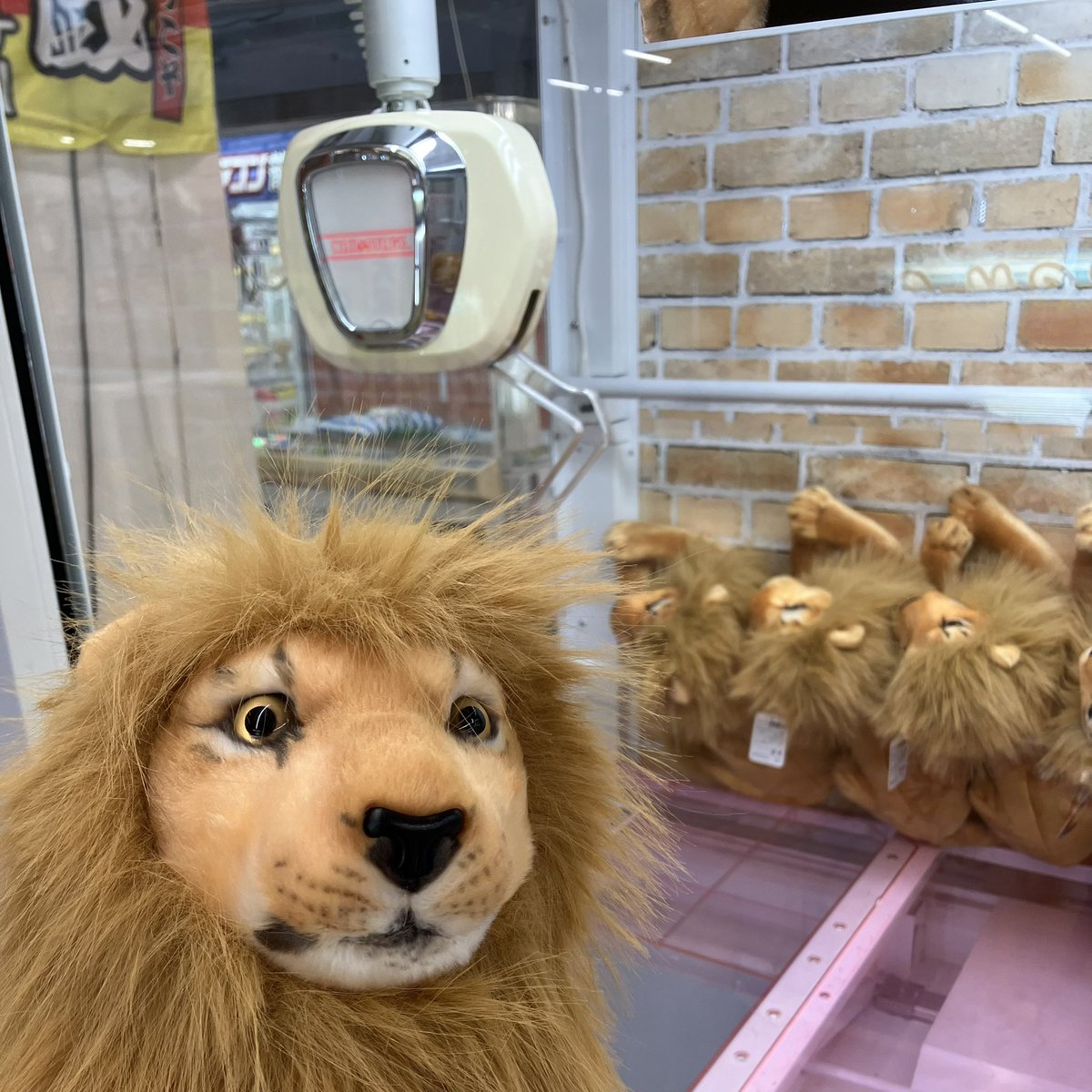 何故か…このライオン🦁が無性に欲しくなったので…落ちるまでトライ👍

16回かかりました🤣w

とりあえず取れたので大満足です🥳