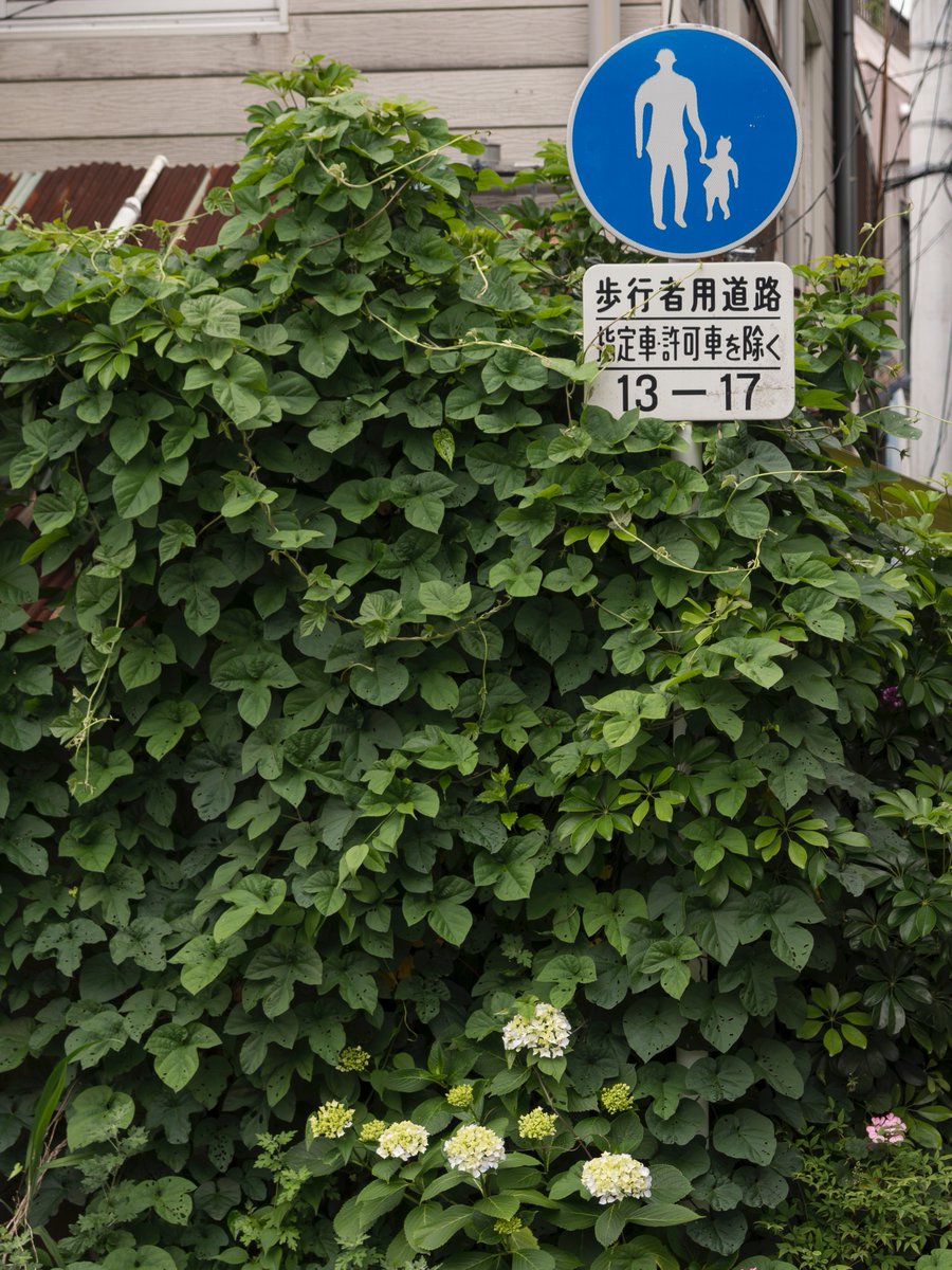 force_s's tweet image. 歩行者用道路13-17
wp.me/peu9Py-1al
#Olympus #EM5 #MZDED60Macro #FourThirds