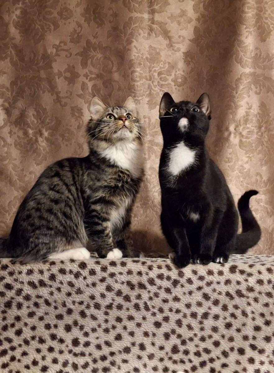 Kalpa vakance!

Re, kurrr divi biedriņi, kam "dokumenti v parjadke" un kuri vēlas uzklausīt labu labā kalpojošā personāla piedāvājumus.
Runcīši, kaķēni. Nav rocīgi - glaudīt ar acīm. 
Rotaļīgi, azartiski, zibenīgi. Draudzīgi ar citiem ūsainīšiem. Gurmāni. Dzimšanas diena 01.06.24