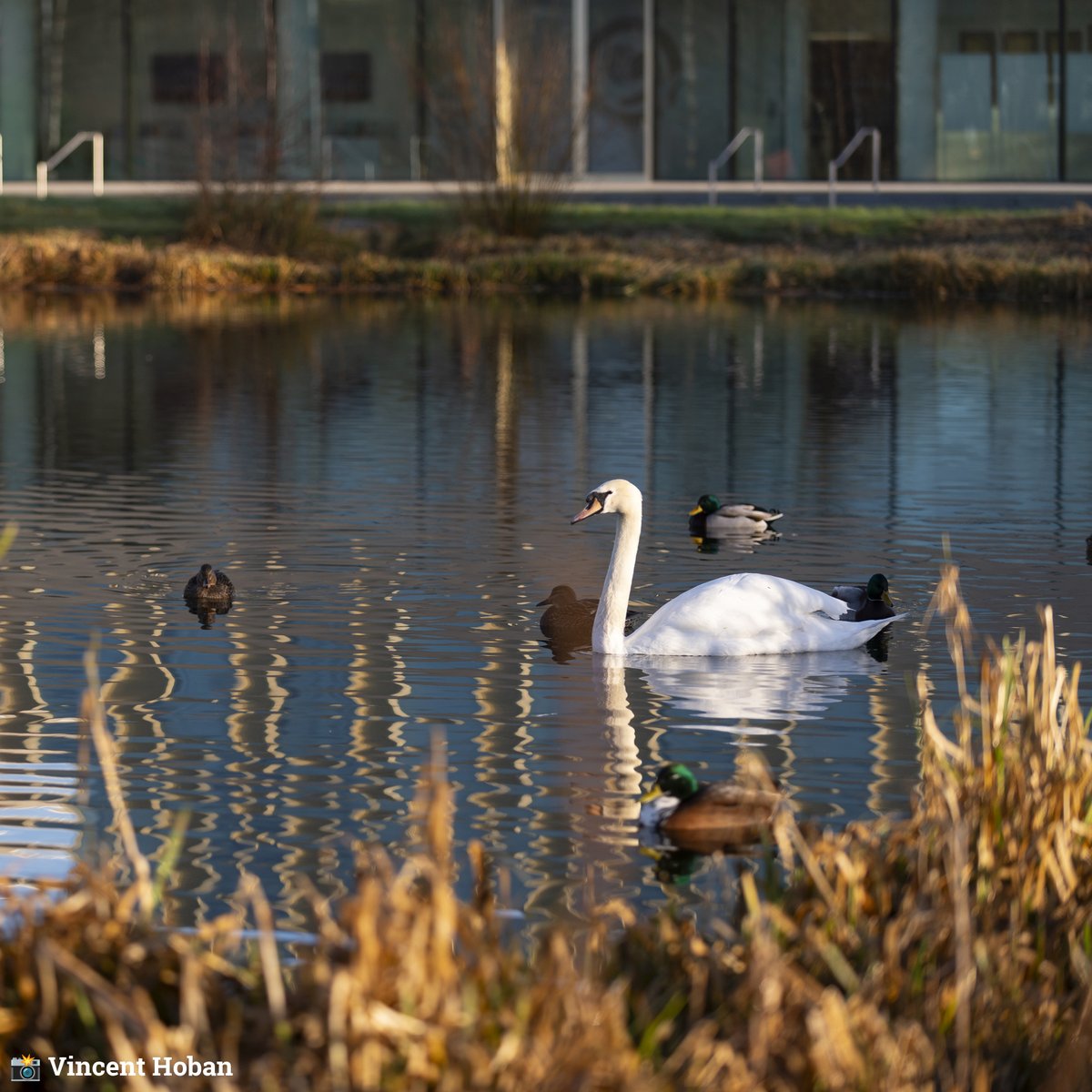 🦢🥰 𝒯𝒽𝑒 𝓁𝒶𝓀𝑒 𝒸𝑜𝓂𝑒𝓈 𝒶𝓁𝒾𝓋𝑒

👁️ I'm watching you, Heron