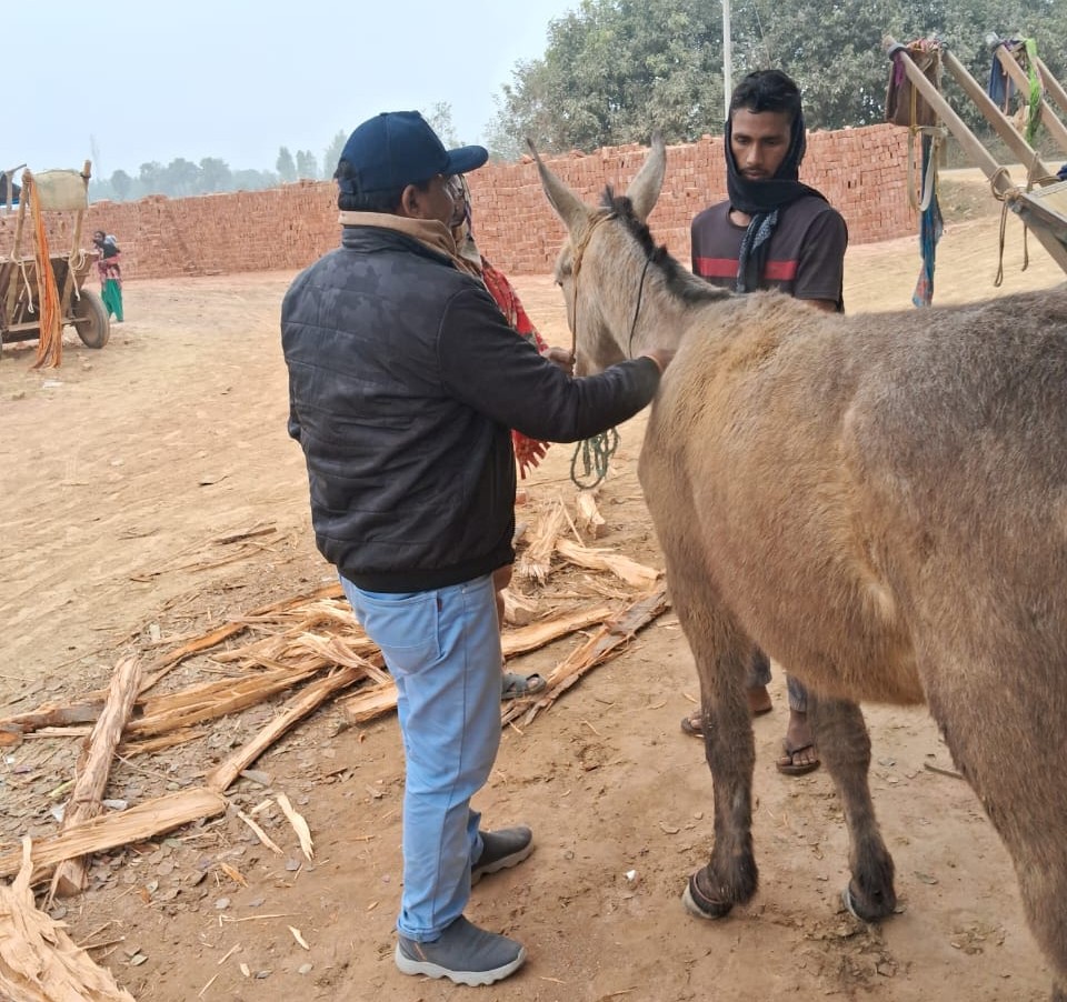 In Ballia, Uttar Pradesh, BI facilitated TT vaccinations for over 16 equines through LHPs under its expert guidance. Additionally, STFs conducted hands-on training for local farriers in accurate hoof trimming techniques and empowered equine owners with vital hoof care knowledge.
