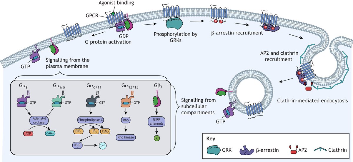 J Cell Science (@j_cell_sci) on Twitter photo In their #OpenAccess Review, Abigail Pearce, Theo Redfern-Nichols, David Prole, Graham Ladds <a href="/GpcrL/">GPCR_Ladds</a> and colleagues discuss the latest approaches for quantitatively studying G protein-coupled receptor signalling in cells.
journals.biologists.com/jcs/article/13… In their #OpenAccess Review, Abigail Pearce, Theo Redfern-Nichols, David Prole, Graham Ladds <a href="/GpcrL/">GPCR_Ladds</a> and colleagues discuss the latest approaches for quantitatively studying G protein-coupled receptor signalling in cells.
journals.biologists.com/jcs/article/13…