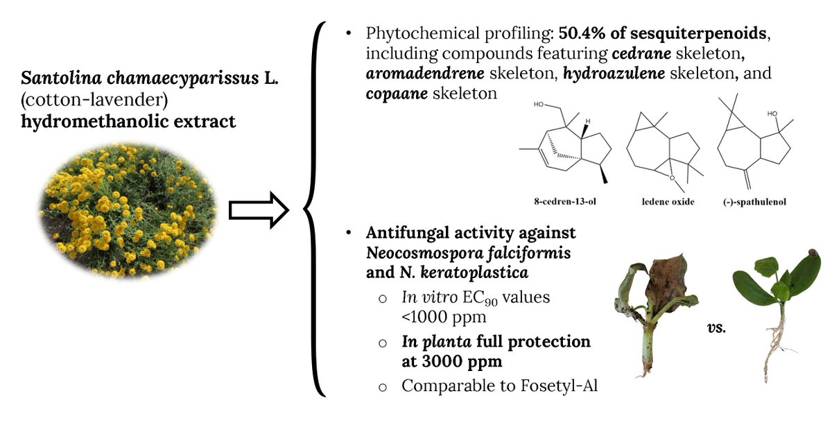 Pablo Martín-Ramos (@montealeku) on Twitter photo New <a href="/OpenAccess/">OpenAccess</a> article by <a href="/EvezZa2/">Eva Sánchez-Hernández</a> et al. on the antifungal activity against #Neocosmospora species of Santolina chamaecyparissus (cotton-lavender) flowers published in <a href="/Plants_MDPI/">Plants MDPI</a>. Available at: mdpi.com/2223-7747/14/2…. <a href="/UVadivulga/">UVadivulga</a> <a href="/IA2_UZ_CITA/">IA2</a> <a href="/CITAAragon/">CITA Aragón</a> <a href="/EPSunizar/">Escuela Politécnica Superior</a> New <a href="/OpenAccess/">OpenAccess</a> article by <a href="/EvezZa2/">Eva Sánchez-Hernández</a> et al. on the antifungal activity against #Neocosmospora species of Santolina chamaecyparissus (cotton-lavender) flowers published in <a href="/Plants_MDPI/">Plants MDPI</a>. Available at: mdpi.com/2223-7747/14/2…. <a href="/UVadivulga/">UVadivulga</a> <a href="/IA2_UZ_CITA/">IA2</a> <a href="/CITAAragon/">CITA Aragón</a> <a href="/EPSunizar/">Escuela Politécnica Superior</a>