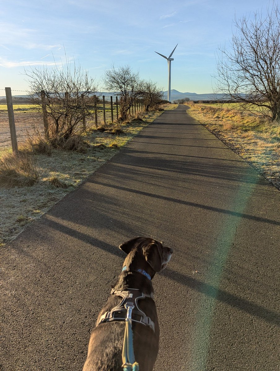 NotBadForHerAge's tweet image. Spot the difference 😂🐾🐾 #runningwithdogs #Damson #Dobermann #Fred