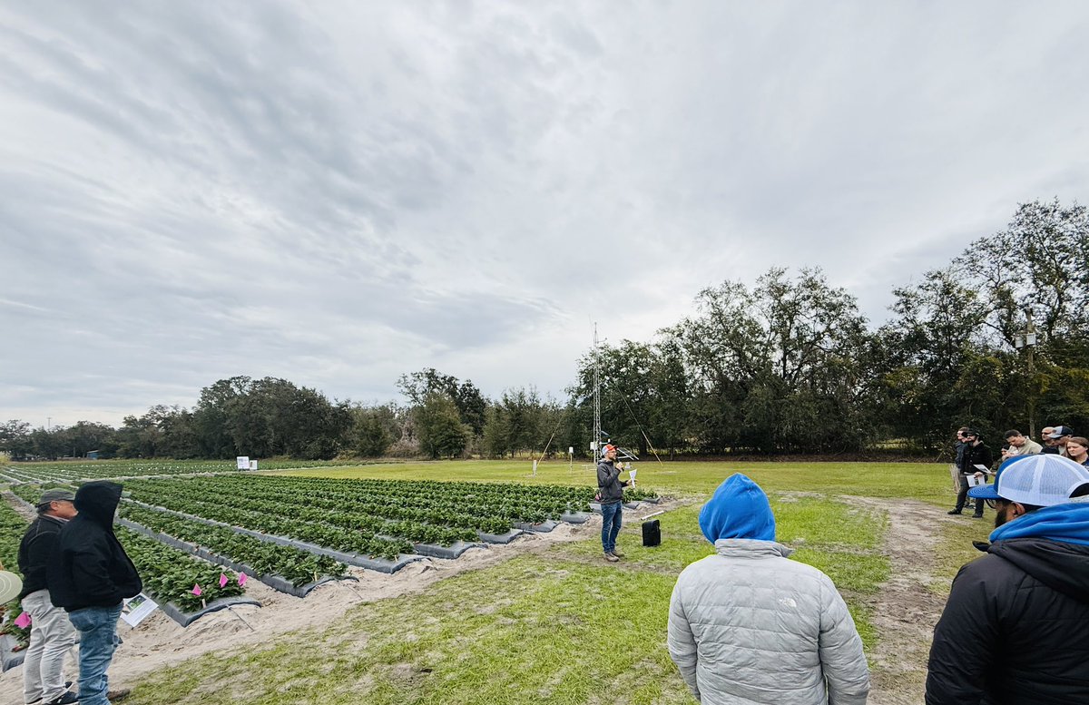 Dr. Cheryl Dalid (@cheryldalid) on Twitter photo Another successful FSGA tailgate and Strawberry Field Day for the start of 2025! It’s definitely rewarding to see growers and guests enjoying #FreshfromFlorida strawberries. 🍓 <a href="/UfBreeding/">UF/IFAS Strawberry Breeding Program</a> <a href="/vance_whitaker/">Dr. Vance M. Whitaker</a> Another successful FSGA tailgate and Strawberry Field Day for the start of 2025! It’s definitely rewarding to see growers and guests enjoying #FreshfromFlorida strawberries. 🍓 <a href="/UfBreeding/">UF/IFAS Strawberry Breeding Program</a> <a href="/vance_whitaker/">Dr. Vance M. Whitaker</a>