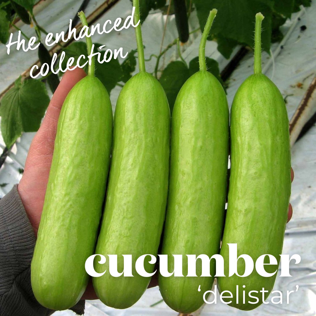 Enjoy the freshest cucumbers with ‘Delistar’ – the perfect variety for easy digestion and effortless snacking.

🍃 Thin-skinned, sweet, and delicious
🍃 Ideal for containers

#CucumberDelistar #GrowYourOwn #ContainerGardening #SweetCucumbers #MarshallsGarden