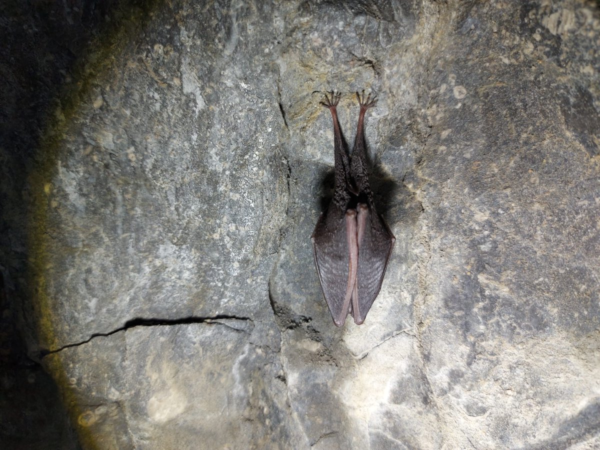 SWTConsultancy's tweet image. Check out these incredible bat pictures from a hibernation check we carried out in North Somerset yesterday! 🦇

In this survey of a tunnel, the team found:

📌 55 lesser horseshoe bats
📌 7 greater horseshoe bats

Learn more about our specialist surveys:
swtconsultancy.co.uk/ecology/protec…