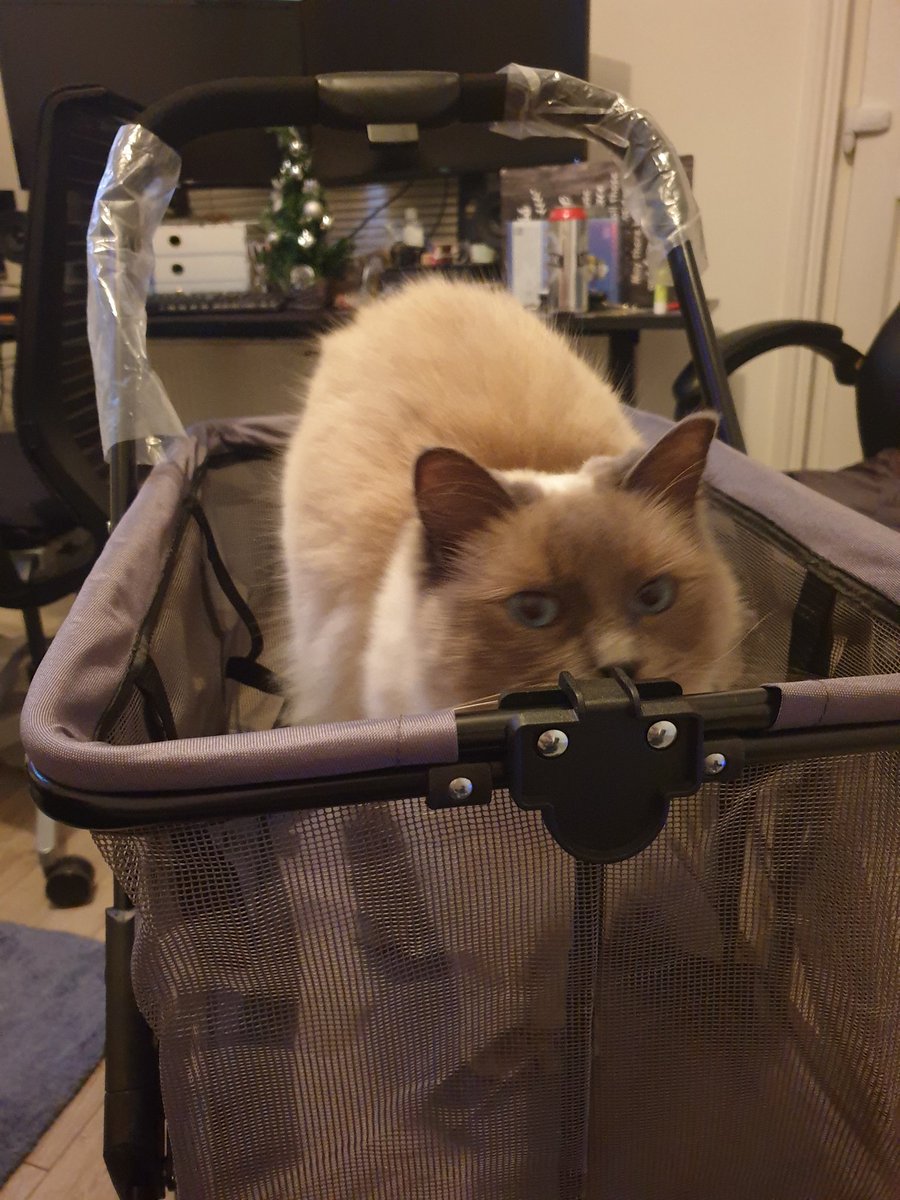 bubblebruise's tweet photo. @PirateSoftware We catposting https://t.co/Pwdpia6DSA