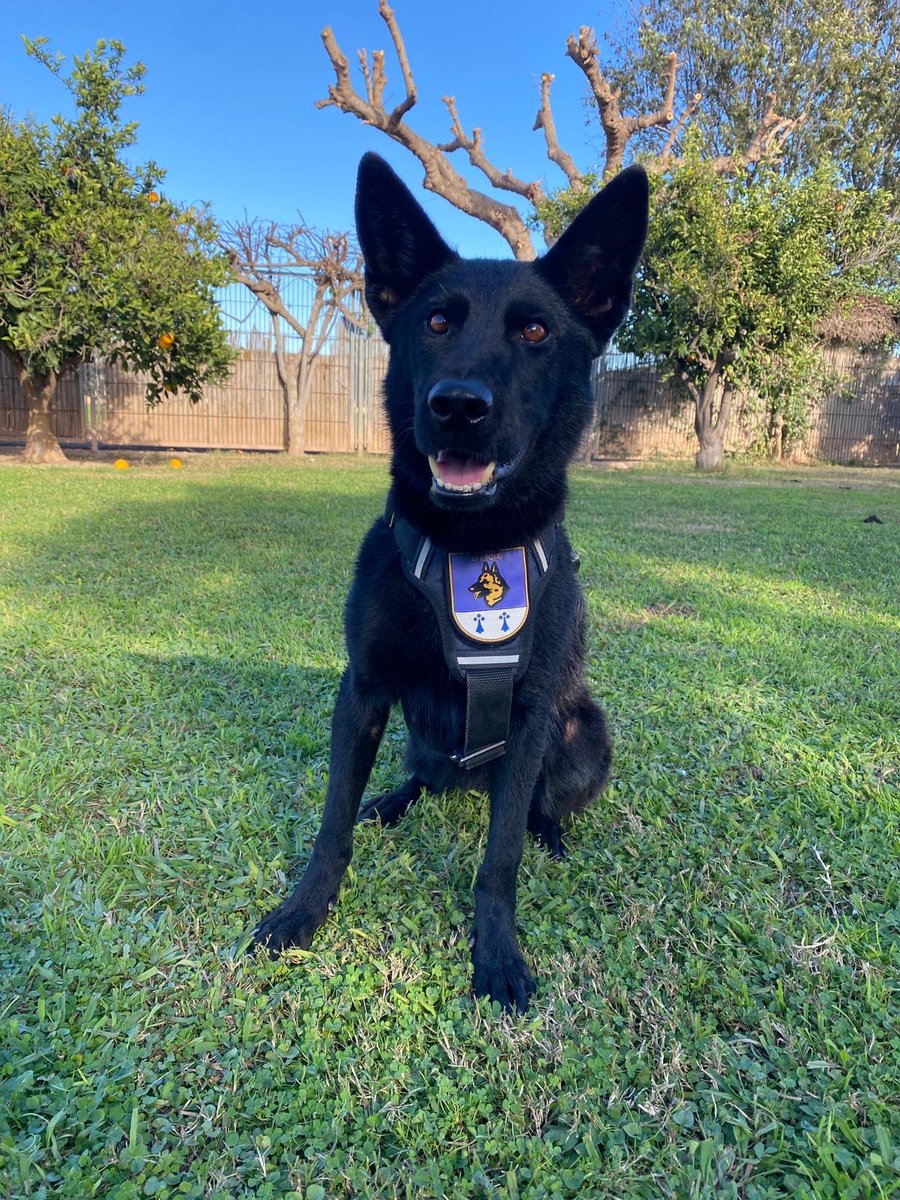 Adopta K9 (@adoptak) on Twitter photo Sirax de <a href="/policia/">Policía Nacional</a> no puede ser más guapa, busca familia:
🐾 Pastor alemán.
🐾 2 años.
🐾 Sociable con otros perros, con gatos y otros animales se desconoce.
🐾 Jubilada por espondilosis en vértebras lumbares.
🐾 Necesita mucha actividad.
Para su adopción:
adoptak9.es/formulario-ado… Sirax de <a href="/policia/">Policía Nacional</a> no puede ser más guapa, busca familia:
🐾 Pastor alemán.
🐾 2 años.
🐾 Sociable con otros perros, con gatos y otros animales se desconoce.
🐾 Jubilada por espondilosis en vértebras lumbares.
🐾 Necesita mucha actividad.
Para su adopción:
adoptak9.es/formulario-ado…