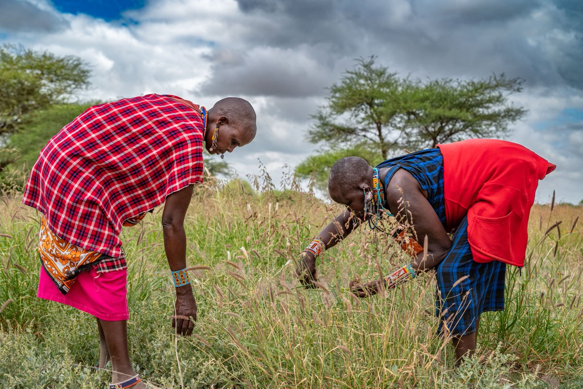 aetkenya's tweet photo. In the wake of the recent rains, the grass seedbanks are ready for harvest and the women groups are excited to see which grass seedbank will break its 2024 achievement. @justdiggit #ClimateAction https://t.co/U3vwKf6ckZ