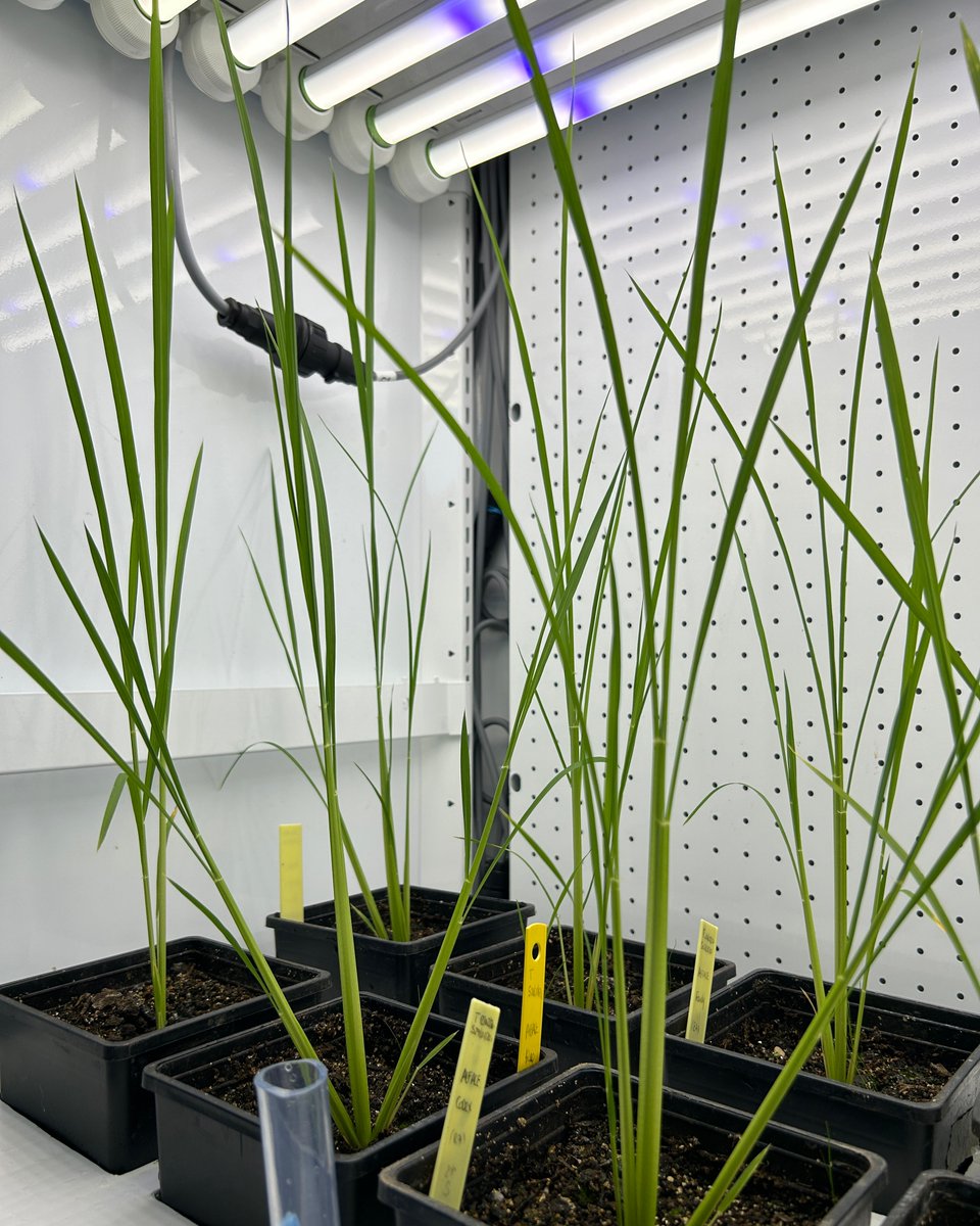 Aralab_'s tweet photo. 🌾 Shedding New Light on Rice! 🔆
We achieved promising results growing rice—one of the world’s key crops—in our refined growth chambers under precise conditions. Stay tuned for more!
#PlantResearch #EnhancedLED #GrowthChambers #Aralab #YourOwnClimate
🟢🔵🔴 https://t.co/ADat4BJwMj